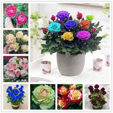 20 ROSE FLOWER SEEDS rare exotic plant garden for bud stratification/germination