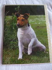 CARTE + ENVELOPPE - chien