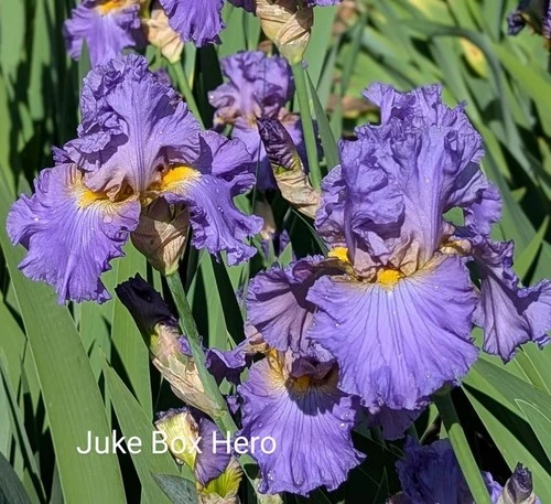 'Juke Box Hero'   '﻿ TB  Bearded  Iris Rhizome PRE-SALE to Ship Aug/Sept