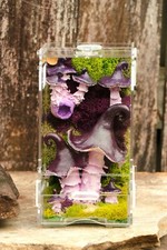 Decorated Arboreal Jumping spider enclosure  Whimsical Mushroom Forest Habitat