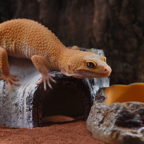 Reptile Lizard Landscape Small Animal Resin Log Artificial Birch Log Habitat X - Picture 6 of 15
