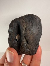 Fossil Whale Vertebra – Marine Mammal Bone – 2.8” x 2.65” – Charleston, SC
