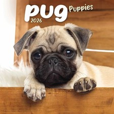 Pug Puppies Mini Calendar 2026 - Dogs - Month To View