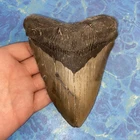 MEGALODON SHARK TOOTH 5.53” HUGE TEETH MEG SCUBA DIVER DIRECT FOSSIL NC 9744