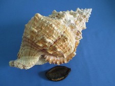 HUGE Tutufa bubo +opercular 270mm length =10.6 inch(475mm Waist)-Nice color