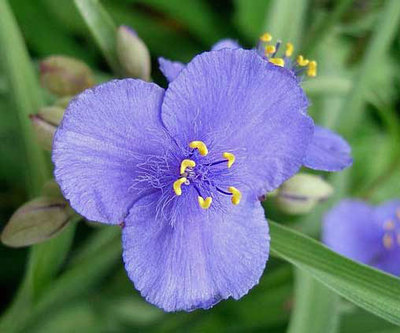 Tradescantia ohiensis | Ohio Spiderwort | Snotweed| 20 Seeds | eBay