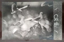 RPPC - Sea Gulls - 1904-50, Rough Edges