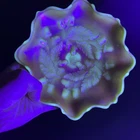 Vintage Uranium Glass Fenton Marigold On Milk Glass Acorn Ruffled Dish