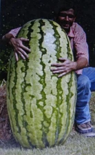 COMPETITION WATERMELON *CROSS HYBRED *MEDICINAL* ANTIOXIDANT* LYCOPENE*5 SEEDS