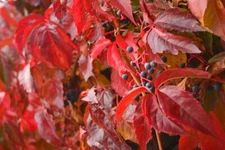 Virginia Creeper (Parthenocissus quinquefolia), 20 seeds