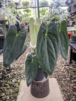 Anthurium Legacy Green Beauty Real Picture Free Phitosanytari