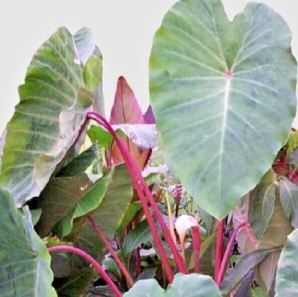 XXL Dry Land Colocasia Pink China Elephants Ear Tropical Plant Hardy Bulb |  eBay