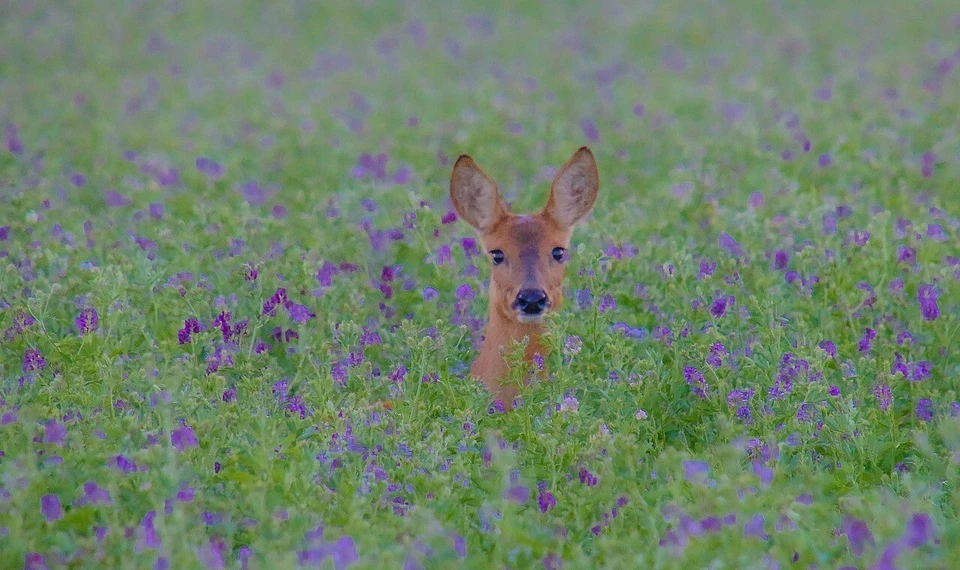 Parcela de comida semilla achicoria alfalfa trébol de hoja perenne sin labranza 2 libras atraer vida silvestre Foto 2 de 4