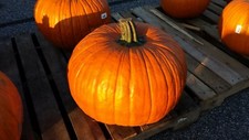 100 Connecticut Field Pumpkin Seeds - Non-GMO - Heirloom Pumpkin Seeds