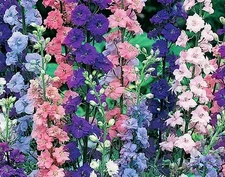 ROCKET LARKSPUR  100 FRESH SEEDS FREE SHIPPING 