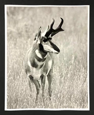 1990s Pronghorn Antelope Buck Wildlife Nature Field Hunting Vintage Press Photo