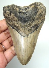 MEGALODON SHARK TOOTH REAL FOSSIL - 3.82” PREHISTORIC SHARK TEETH NO RESTORATION