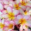 Plumeria Road