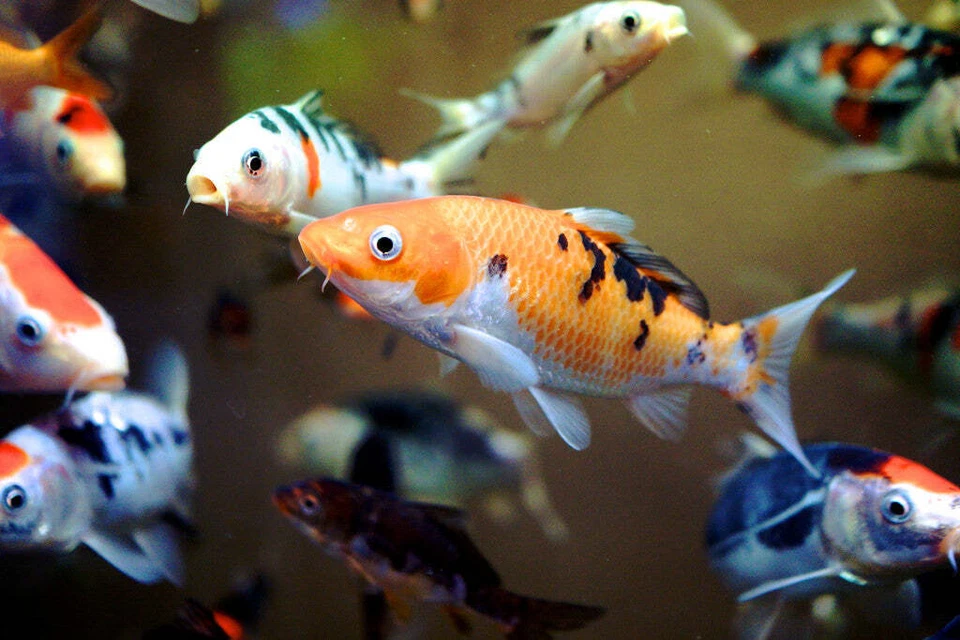 Copos de pez dorado para TODOS los peces dorados de acuario, koi y peces de estanque. WL Foto 4 de 4