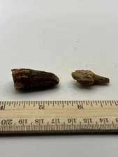 Spinosaurus 1.5” Set TOOTH  Teeth Dinosaur Fossil before T Rex Cretaceous SC339