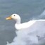 duckdenim