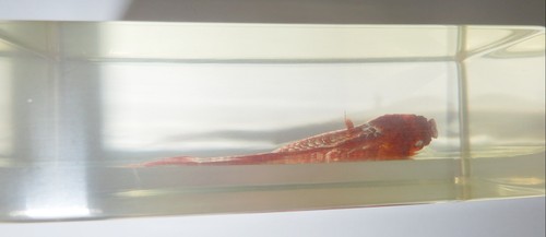 Red Swordtail Fish Specimen 72x42x23 mm Clear Lucite Block Teaching Aid BK2 - Picture 5 of 6