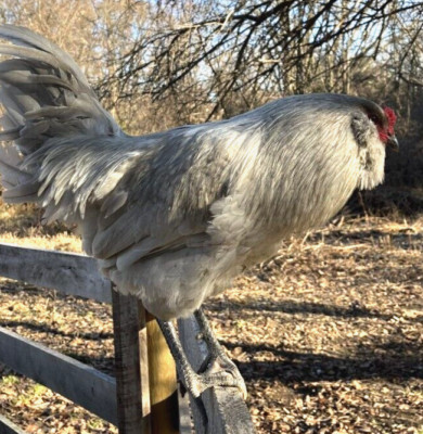 6 NPIP AI CLEAN LAVENDER AMERAUCANA CHICKEN HATCHING EGGS SHOW QUALITY GRADE A+