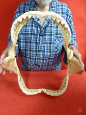 sj470-89) 17-1/2" Tiger SHARK jaw sharks jaws t**th Galeocerdo taxidermy science