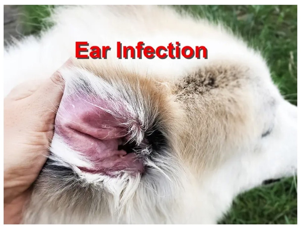 Otitis Inside A Dog's Ear EAR INFECTION PETS Dogs And Cats