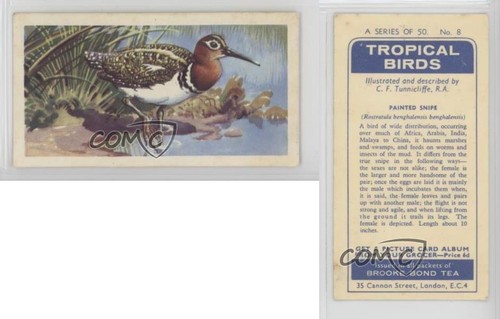 1961 Brooke Bond Tropical Birds Tea Painted Snipe #8 0y5 - Picture 3 of 3