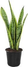 Live Snake Plant (Laurentii), Approx. 30" Tall, Virtually Indestructible, Eas...