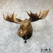 #26521 P | Alaskan Yukon Moose Taxidermy Shoulder Mount For Sale