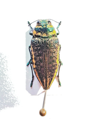 Buprestidae Lampetis torquata - prepared A1/A-