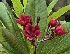 Black Wine (Thai) Plumeria Mid-Cut Cutting - Read Desc.