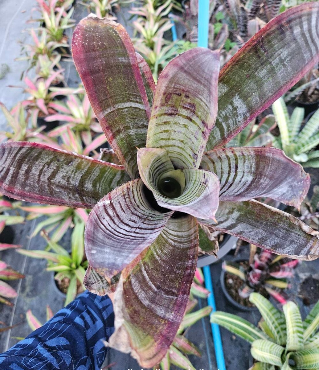 ブロメリア・エアープランツ Aechmea Titan Force Bromeliad Aechmea Titan force | eBay