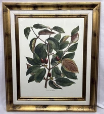 Large Vintage Hand Colored Botanical Engraving After Deshayes Gilt Frame