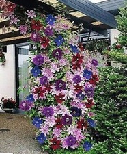 20 Seeds Mixed Colors Clematis Beautiful Flowers Gardening