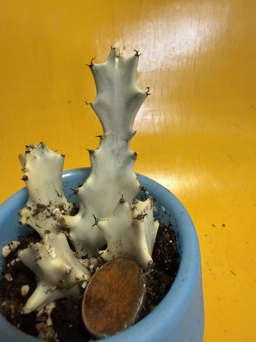 大戟属全日照杂色cactis 、多肉植物| eBay