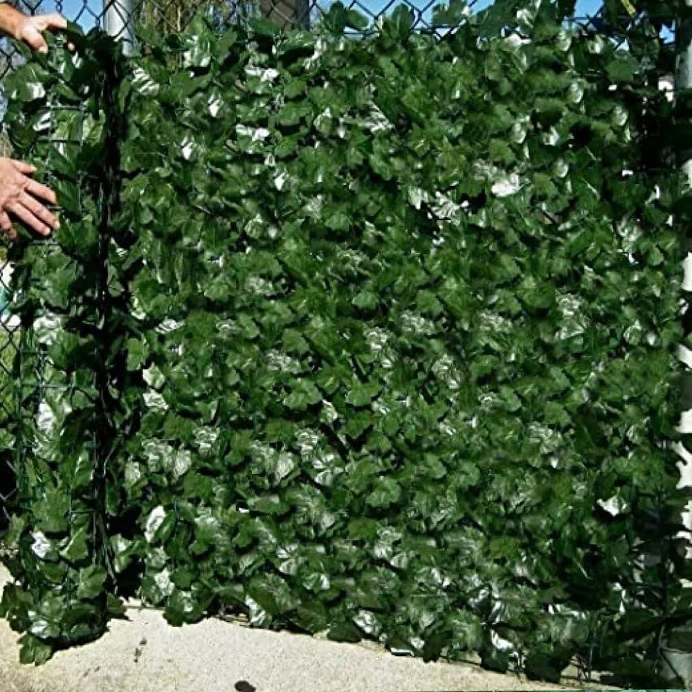 fargesia rot Fargesia nitida 'Great Wall' / Roter Bambus main image 0