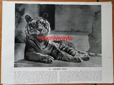 Schöner indischer Tiger, (auch auf Rückseite), Buchillustration (Druck), um 1895