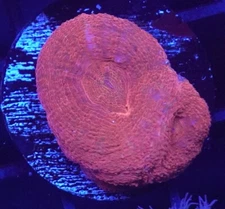 [WYSIWYG] Bleeding Apple Bowerbanki Red Side Frag #3 Easy LPS Live Coral