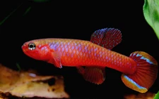 Aphyosemion Diapteron Fulgens LEC 93/7 Killifish Eggs 15-25 Count