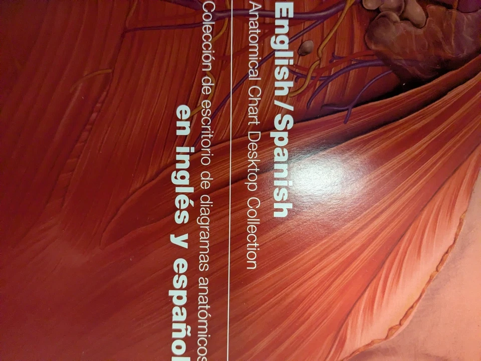 English/Spanish Anatomical Chart Desktop Collection, 2007, Spiral Bound - Image 3 of 4