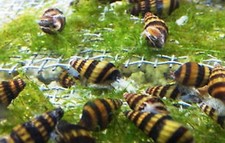 group of 20 assassin snails