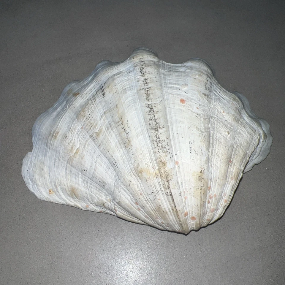 Large Decorative White Fluted Clam Shell 🐚 11”x8” - Image 2 of 4