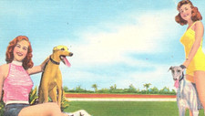 Vintage Postcard Beautiful Girls & Greyhounds...