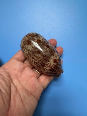 87mm | Cypraea Argus | F+++ GEM | BIG size | Dark color | Beautiful Shell