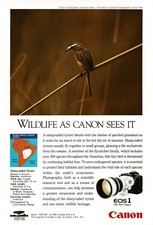 1993 CANON EOS1 35mm camera Sharp-Tailed Tyrant bird Vintage Print Ad