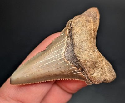 Authentic Angustiden Shark Tooth Real Megalodon Ancestor South Carolina Fossil