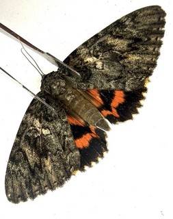 Catocala umbrosa ! T1491 Rare! Only 1 Umber Underwing Moth Erebidae Saskatchewan